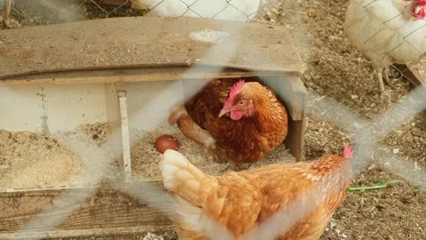Red hen that laid the egg leaves the nest. Organic chicken farm.  Stock Footage 282434342