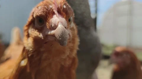 The red hen looks at the camera and then walks away while the other hens run Stock Footage 155408984