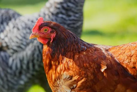 Red hen Stock Photos