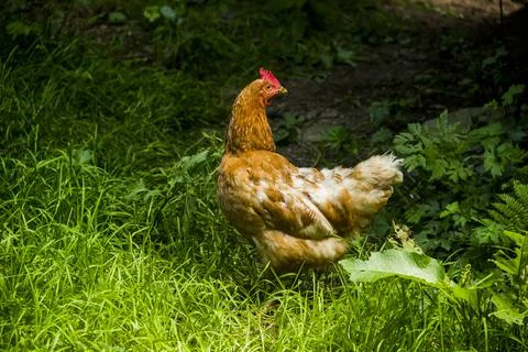 A red hen Stock Photos