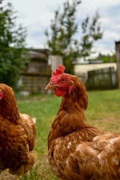 Red hen Stock Photos