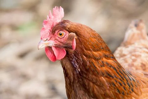 Red hen Stock Photos