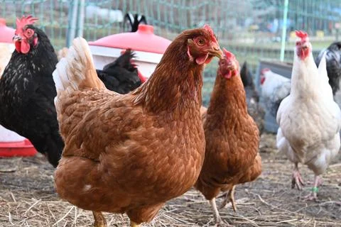 Red Hen Foto stock