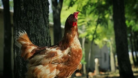 Red Hen Standing in the Yard. Stock Footage 79997688