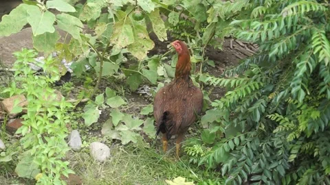 A red hen is walking in the yard. Asian chicken Video stock 224717684