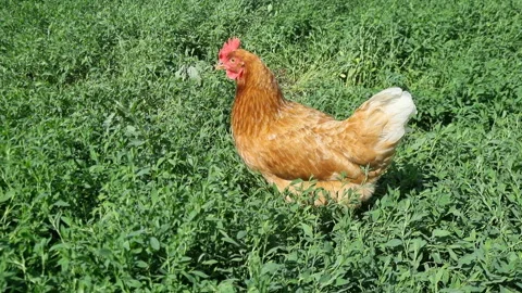 Red hen wandering through verdant grass, representing free-range farmyard living Stock Footage 315050355