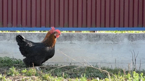 Red hens and black rooster are walking on the meadow dig worms preen their feath Stock Footage 89700219