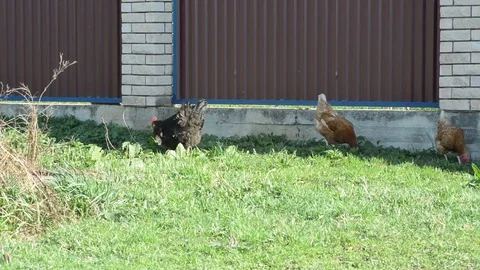Red hens and black rooster are walking on the meadow dig worms preen their feath Stock Footage 89700260