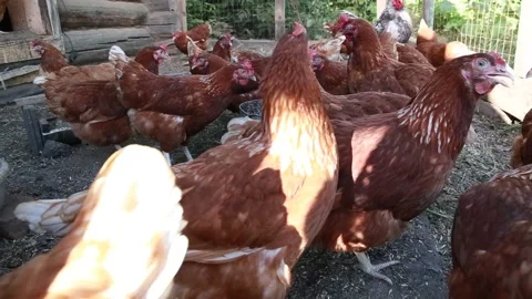 Red hens are looking curiously into the camera Stock Footage 202610290