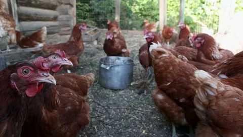 Red hens are looking curiously into the camera Stock Footage 202610291
