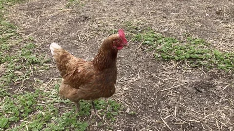 Red hens carry hens in the yard. orange chicken in the yard. Stock Footage 132334358