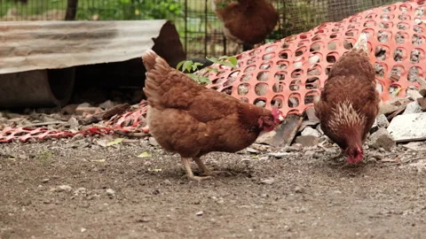 Red Hens Digging in the Ground, Searching For Food Video stock 276691960