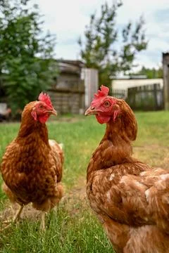 Red hens Stock Photos