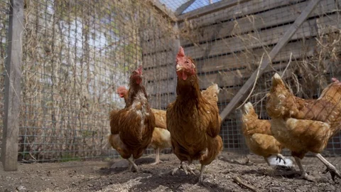 Red hens with red scallops walk in a pen with a green fence in summer. Stock Footage 126648595