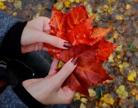 Red herbarium Stock Photos