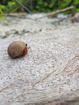 Red hermit crab with brown shell Stock Photos