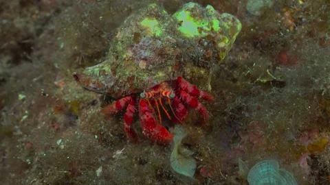 Red hermit crab carrying its shell across the rocky ocean floor Stock Footage 340210696