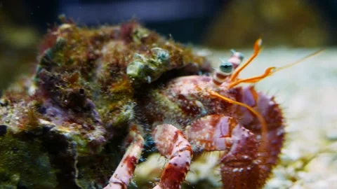Red hermit crab (Dardanus calidus) Stock Footage 231075832