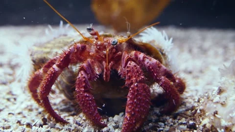 Red hermit crab (Dardanus calidus) Video stock 231075974