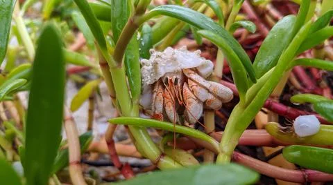 Red hermit crab in a shell on a beach in Maldives nature vegetation Stock Photos