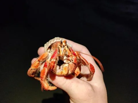 Red hermit crab in a shell on a beach in Maldives nature vegetation Stock Photos