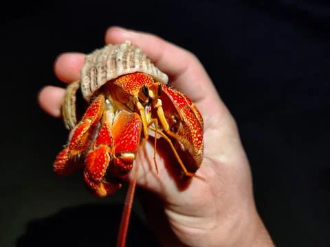 Red hermit crab in a shell on a beach in Maldives nature vegetation Stock Photos