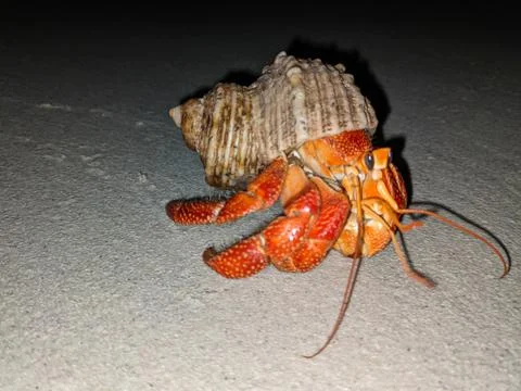 Red hermit crab in a shell on a beach in Maldives nature vegetation Stock Photos