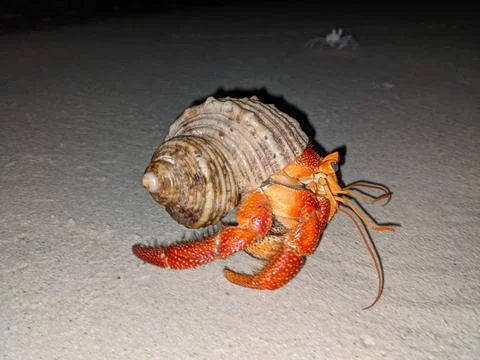 Red hermit crab in a shell on a beach in Maldives nature vegetation Stock Photos