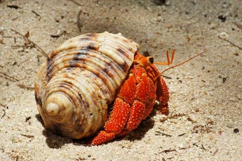 Red hermit crab in the shell house Close-up of a brightly red colored herm... Stock Photos