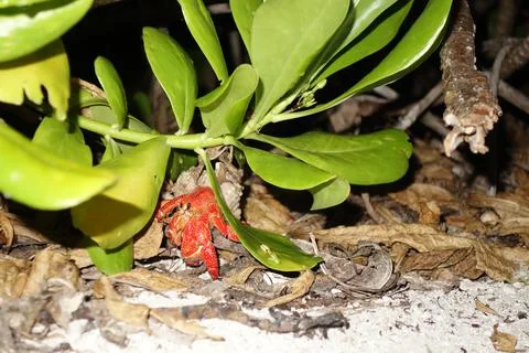 Red hermit crab in a shell under a bush Stock Photos