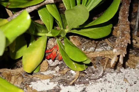 Red hermit crab in a shell under a bush Stock Photos
