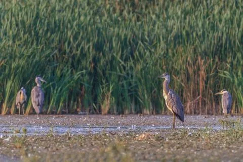 Red heron (ardea purpurea) Stock Photos
