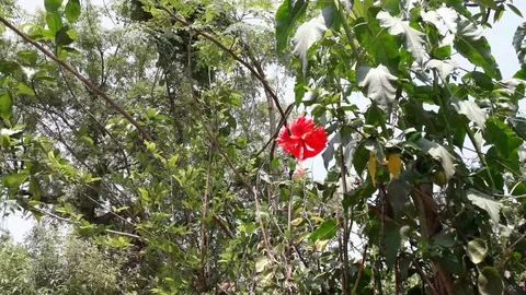 Red hibiscous flower Stock Footage 127981774