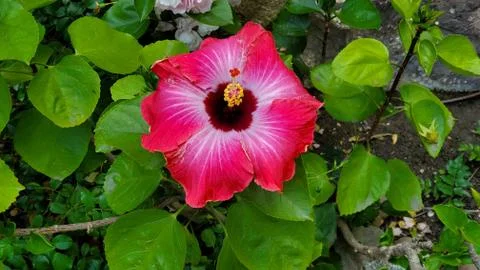 Red Hibiscus in Bloom Stock Photos