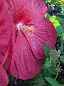 Red hibiscus in bloom Stock Photos