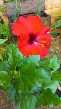 Red Hibiscus in Bloom Stock Photos