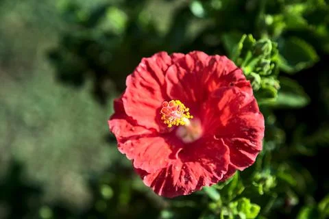 Red hibiscus in bloom seen up close Stock Photos