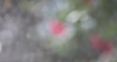 Red Hibiscus Blooms Framed Through Metal Mesh Stock Footage 312907921