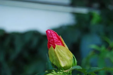 Red Hibiscus Bud Stockfoto's