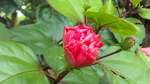 A red hibiscus buds on a tree before blooming into a pink hibiscus Video stock 124637779