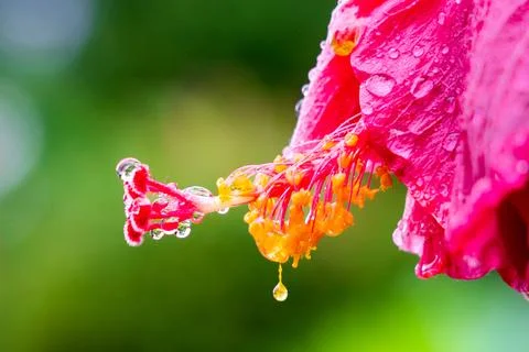 Red Hibiscus (Bunga Raya) featuring morning dew drops on the petals and pol.. 写真素材