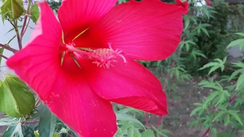 Red hibiscus close up. Stock Footage 137443286