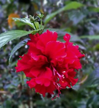Red hibiscus close up Stock Photos