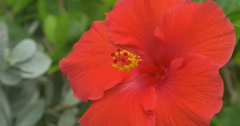Red Hibiscus dancing in the mild wind. January 2016 Stock Footage 58938202