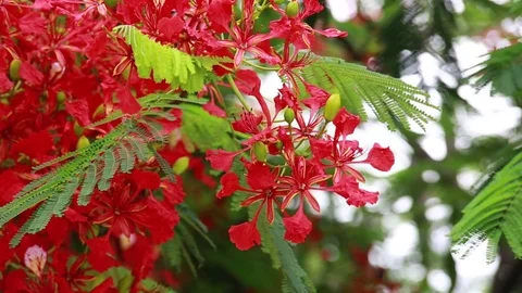 Red Hibiscus Flower 2 Stockbeeldmateriaal 77133018