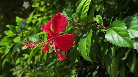 Red hibiscus flower blooming on a branch with green leaves. Stock Footage 340508024