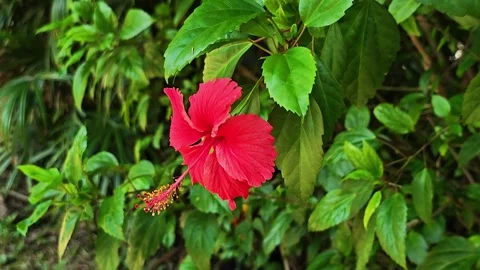 Red hibiscus flower blooming with long stamen in the garden. Stock Footage 340508142