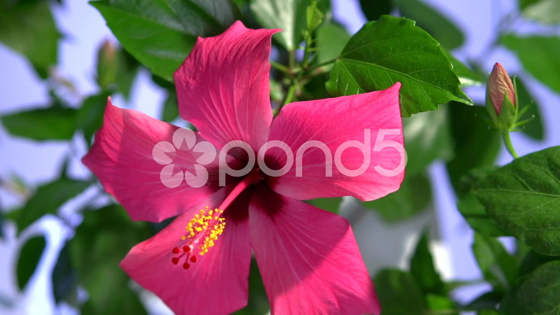 Boston Red Sox Yellow And Orange Hibiscus Purple Background 3D