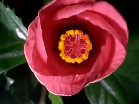 Red Hibiscus Flower Blooming in Time-lapse – 320x240 Stock Footage 7765720