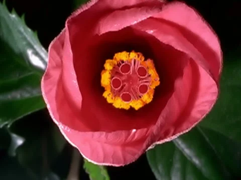 Red Hibiscus Flower Blooming in Time-lapse – 400x300 Stockbeeldmateriaal 7765728
